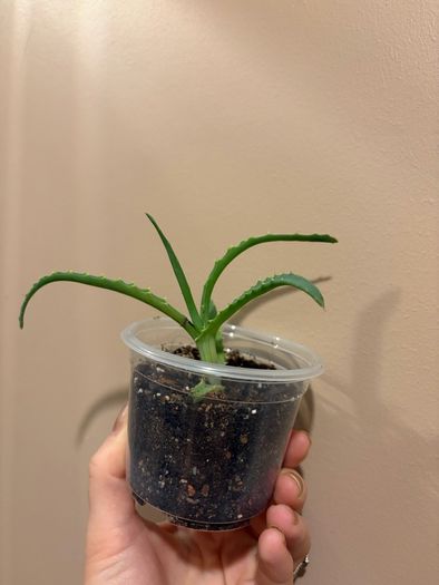 aloe vera plant
