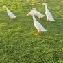 Runner Ducks Image 3