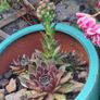 Blooming now Mature Succulent Arrangements in Glazed CeramicPot Image 3