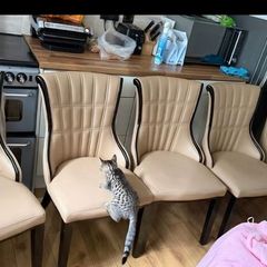6 chairs