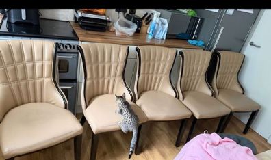 6 chairs