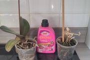 Orchid x 2 and orchid feed