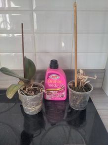 Orchid x 2 and orchid feed