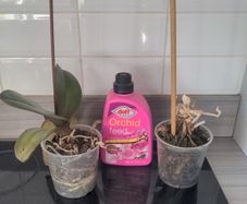 Orchid x 2 and orchid feed