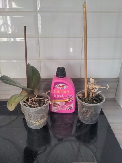 Orchid x 2 and orchid feed