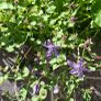 Campanula Image 3