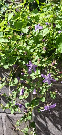 Campanula