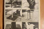 Trees For Town &amp; Country A Practical Guide To Planting And Care. By Peter Bridgeman. First Edition Hardback With Dustjacket In Good Condition.