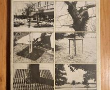 Trees For Town & Country A Practical Guide To Planting And Care. By Peter Bridgeman. First Edition Hardback With Dustjacket In Good Condition.