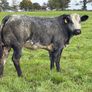 15 super breeding heifers for tullamore mart 26th Image 4