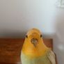 Beautiful Decorative Feather Bird Image 4