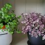 House plant. Image 3