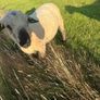 Hampshire ram and zwarble ram Image 2