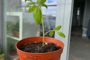 Cherry Tomato plant