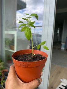 Cherry Tomato plant