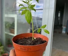 Cherry Tomato plant