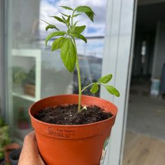 Cherry Tomato plant
