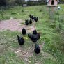 Unrelated breeding pairs of Australorp Image 3