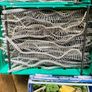 60,000 Collated Plasterboard Gun Screws Job Lot Clearance Plasterers Supplies Image 9