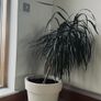 Plant Image 4