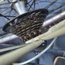 Ladies Bike Ready To Use.no Offers Image 2