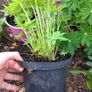 Lupin Plants Mixed Colours Image 4