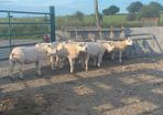 Pedigree Texel sheep