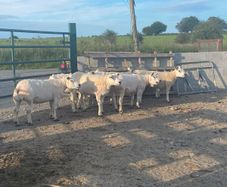 Pedigree Texel sheep