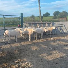 Pedigree Texel sheep