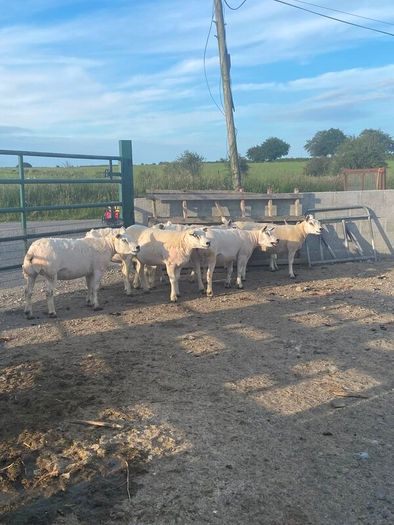 Pedigree Texel sheep