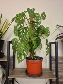 Adanson's Monstera