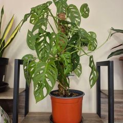 Adanson's Monstera