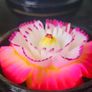 Beautiful Handmade Soap Flowers from Thailand Unique Christmas Gift  20 euro EACH Image 8