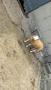 Texel  ram lamb