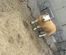 Texel  ram lamb