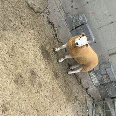 Texel  ram lamb