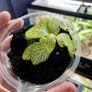 Bioactive vivarium supplies Image 10