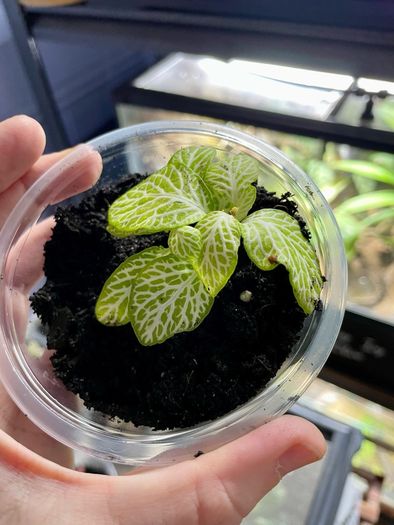 Bioactive vivarium supplies