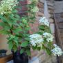 Hydrangea Image 3