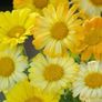 (C) Calendula White seeds 1g (415878) Image 2