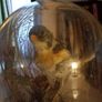 Taxidermied bird in glass dome Image 4