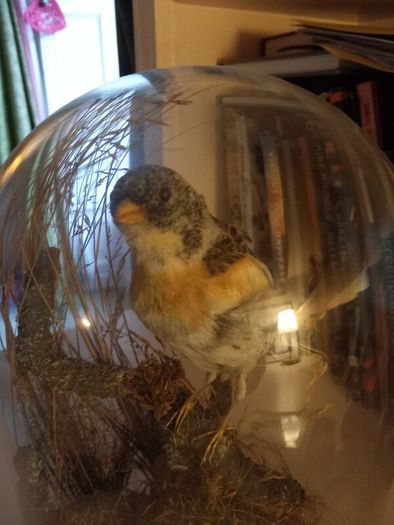 Taxidermied bird in glass dome