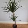 Plant Indoor Image 3