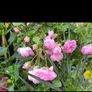 garden plants Image 2