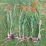 Crocosmia Image 4