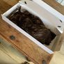 Hair Extensions in Chocolate Brown Image 2