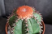 Melocactus Matanzanus