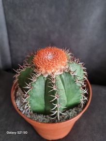 Melocactus Matanzanus