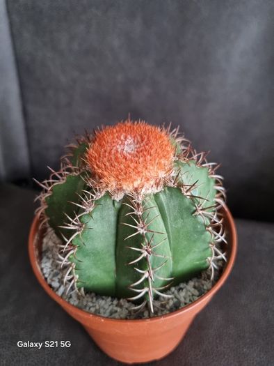 Melocactus Matanzanus