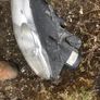 passat headlight Image 2